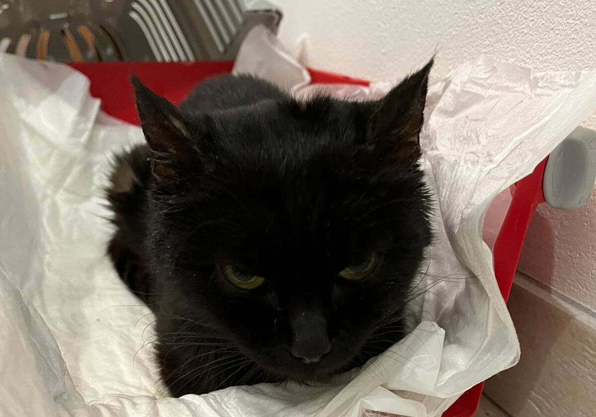 L’Ass. Diamoci una Zampa in Mugello: “La storia della nostra gatta Vicky, morta perché non sterilizzata. Poteva essere salvata!!”
