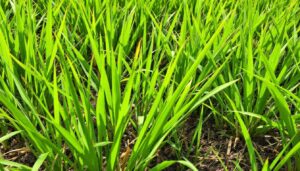 Questa erba spontanea che cresce ovunque migliora il suolo più del compost