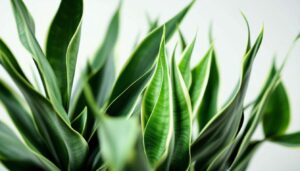 Quando le foglie si aprono a raggiera puoi intervenire per riallineare la sansevieria